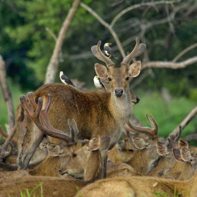 Javan Deer