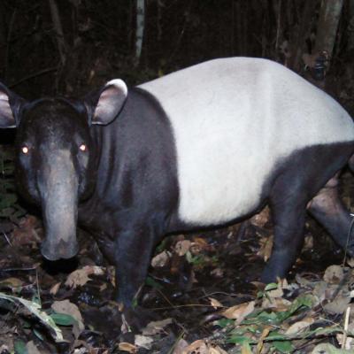 Asian Tapir
