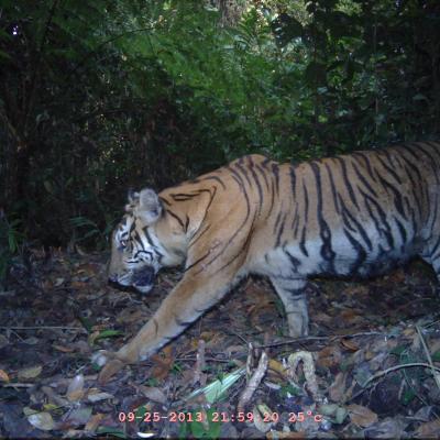 Sumatran Tiger Camera Traps 02