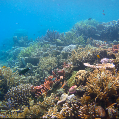 Coral Reefs 1