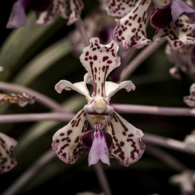 Vanda Tricolor Orchid