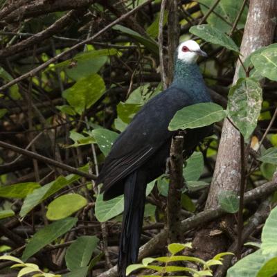 Merpati Hitam Sulawesi Aslam