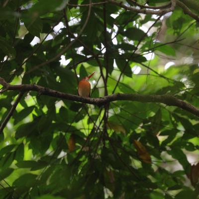 Photo 23. Tn Babul Taufiq Smail Udang Merah Sulawesi Cheyx Fallax