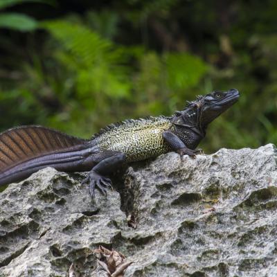 Photo 27. Hydrosaurus Celebensis Adalah Penghuni Tetap Sungai Pattunuang Kamajaya Shagir