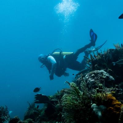 Figure 08 Coral Reef In Waigeo Barat Marine Reserve