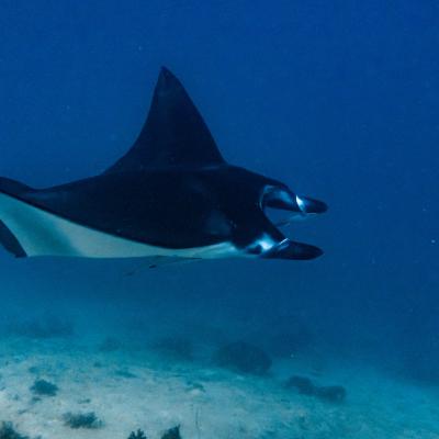 Figure 09 Manta Ray Mobula Sp. In Raja Ampat