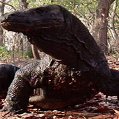 Workshop Komodo 2023