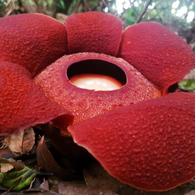 Raflessia Sp