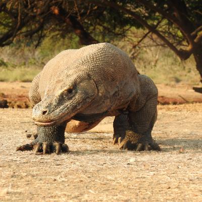 2. CAGAR BIOSFER KOMODO