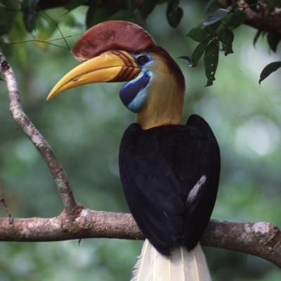 3. CAGAR BIOSFER LORE LINDU