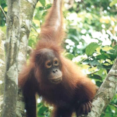 4. CAGAR BIOSFER TANJUNG PUTING